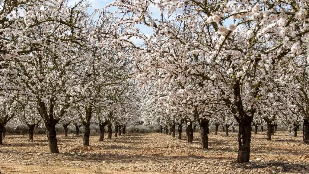 Primavera