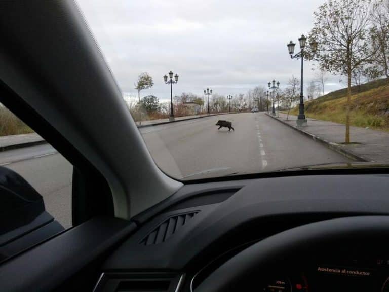 Los accidentes en carretera con animales se incrementan un 92% en los últimos cinco años, según un estudio