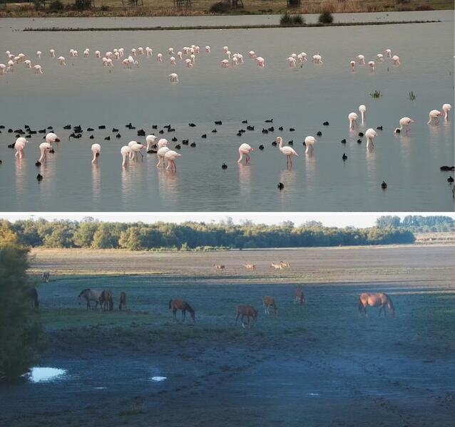 El Gobierno hará «todo lo que sea preciso» para salvar Doñana de PP y VOX, que «quieren depredar el medio ambiente»