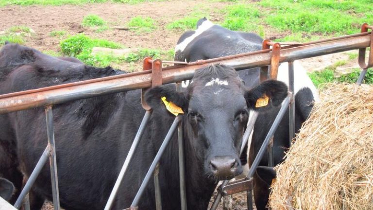 Cantabria advierte que el forraje del ganado está «peligrando» y necesita agua extra