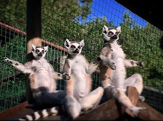No Te Pierdas De Los Animales