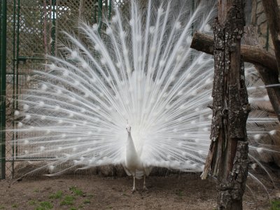 Avifauna En El Outeiro De Rei De Lugo