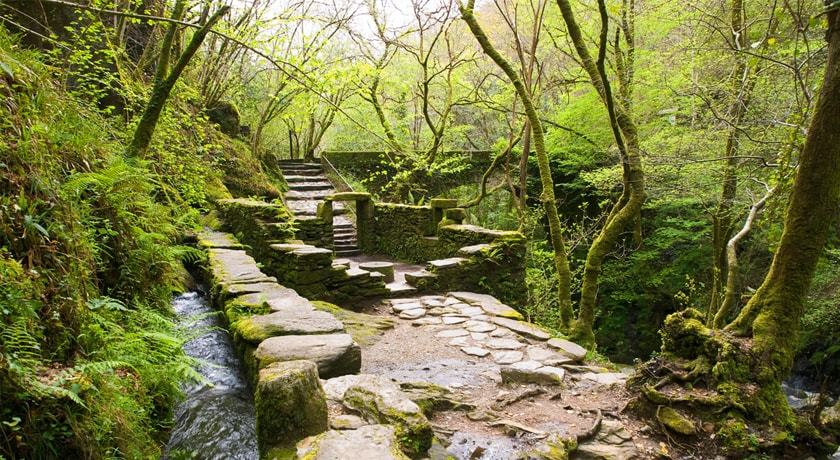El Bosque Fragas Do Eume (Galicia)