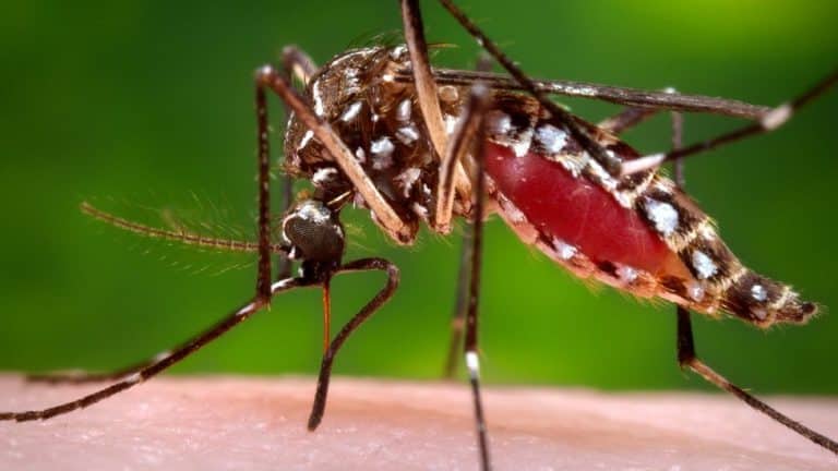 Remedios caseros para los mosquitos: protege tu hogar y tu piel