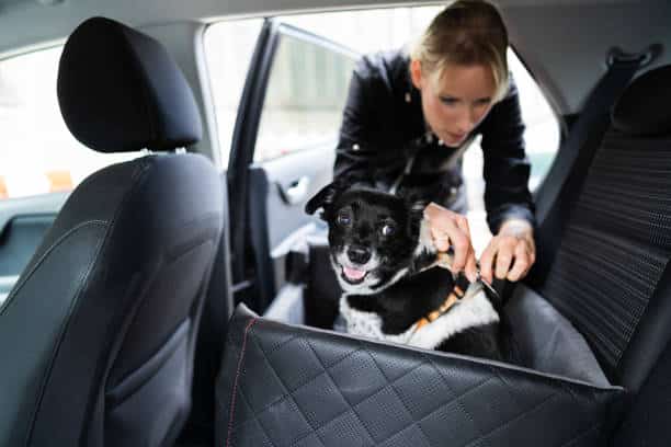 Asegúrate De Que El Perro Esté Identificado
