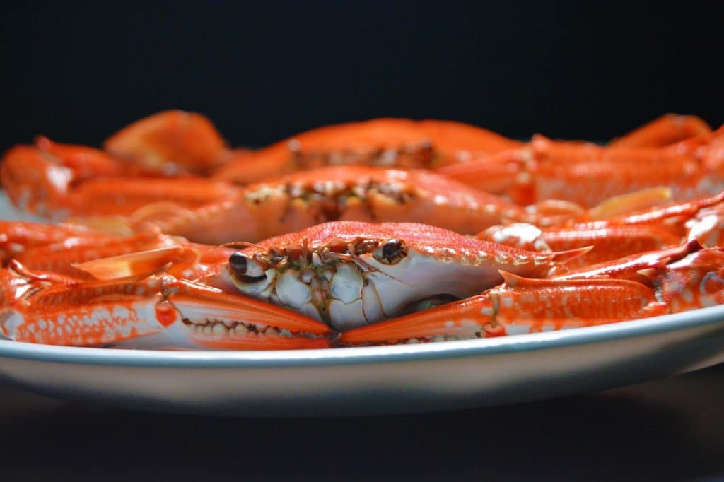 Cómo Deben Ser Los Calamares