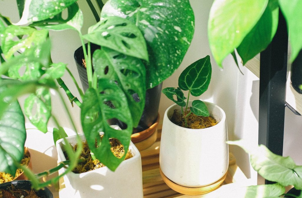 Cuidado Con Las Plantas Porque También Pudieran Generar Alergia