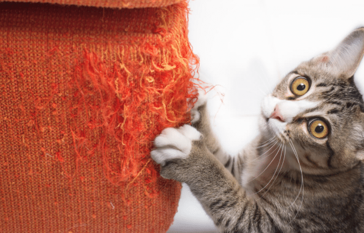 El sencillo consejos para que tu gato no arañe los muebles