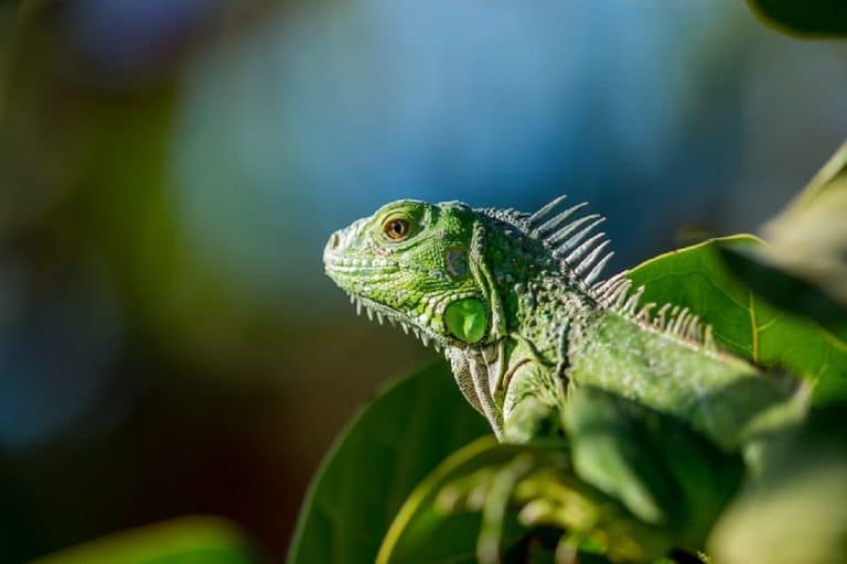 Animales de terrario fáciles de cuidar