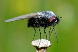 Mosca Negra En Madrid: Estos Son Los Barrios Más Afectados