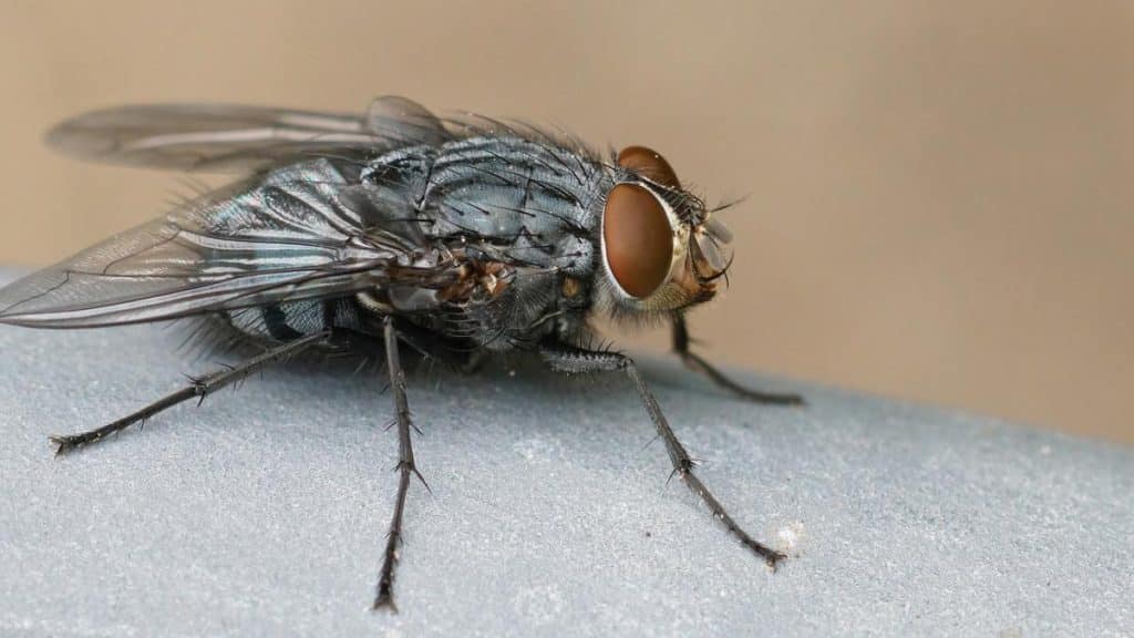 Fomento De La Biodiversidad