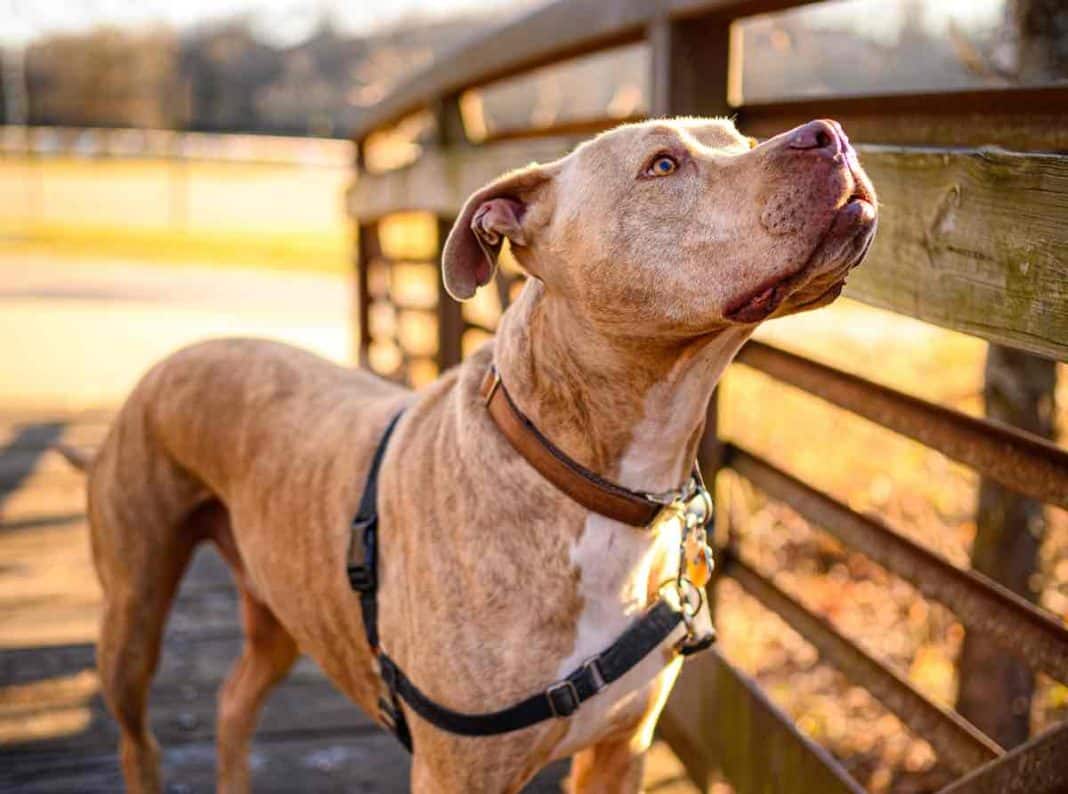 Los expertos advierten: estas son las razas de perros que nunca deberías tener en una casa