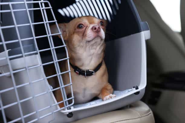 Transportín Homologado Para Tu Perro