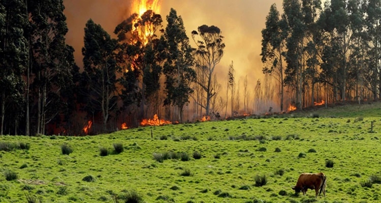 Asturias Incendios