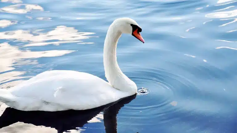 Los cisnes también se divorcian