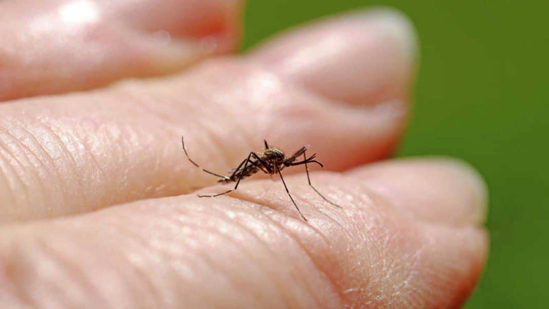 Consejos útiles para repeler a los mosquitos