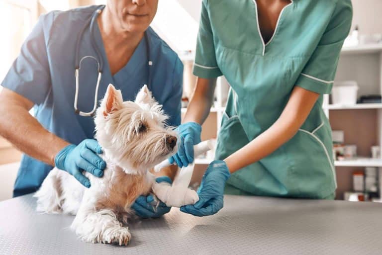El curso ATV especializado en el cuidado de animales hospitalizados de Vetformación