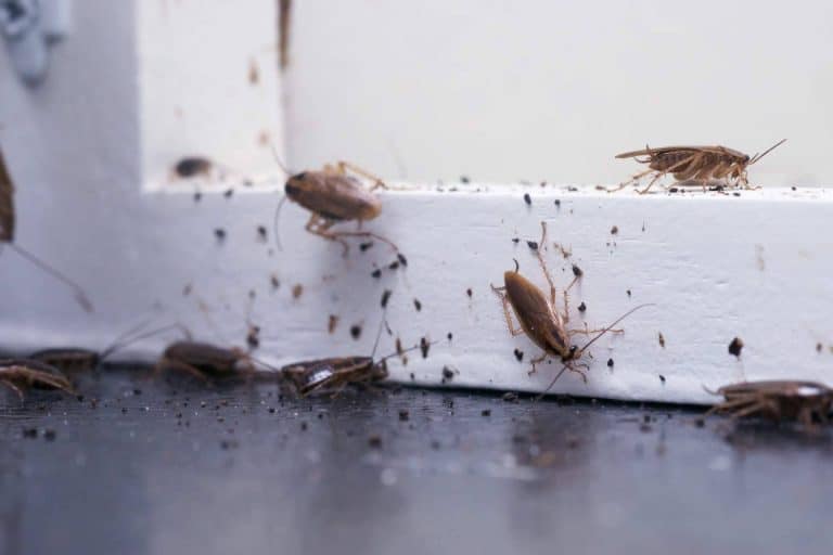 Los expertos explican los métodos para acabar con las cucarachas