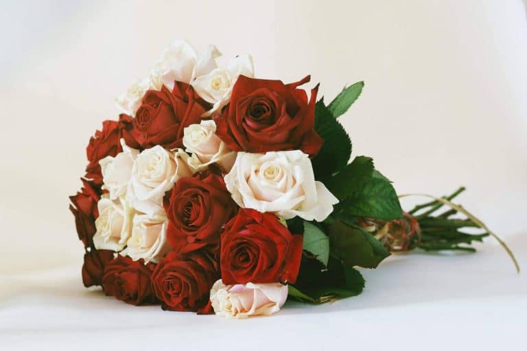 Ocasiones especiales para regalar un ramo de rosas blancas y rojas de la mano de Rosistirem