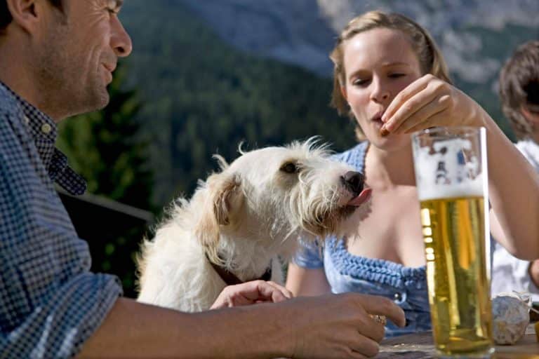 Adoptar perros pequeños en las grandes ciudades tiene varios beneficios