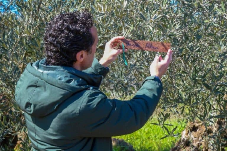 El presentador Jacob Petrus y su programa ‘Aquí la Tierra’ ya tienen su olivo centenario en Carboneros