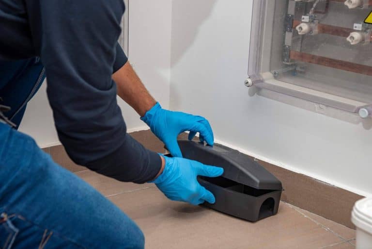 Las alternativas dentro de las trampas para ratas para un hogar