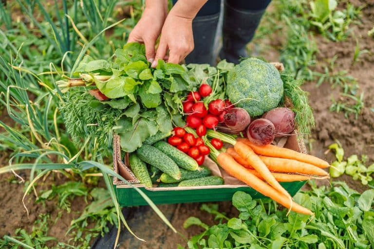 La plataforma mentta sobre la disminución del consumo de alimentos ecológicos