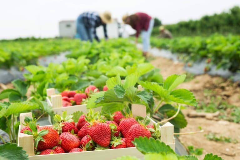 La disminución de la cosecha de la fresa 2023 en España, según Baor Products