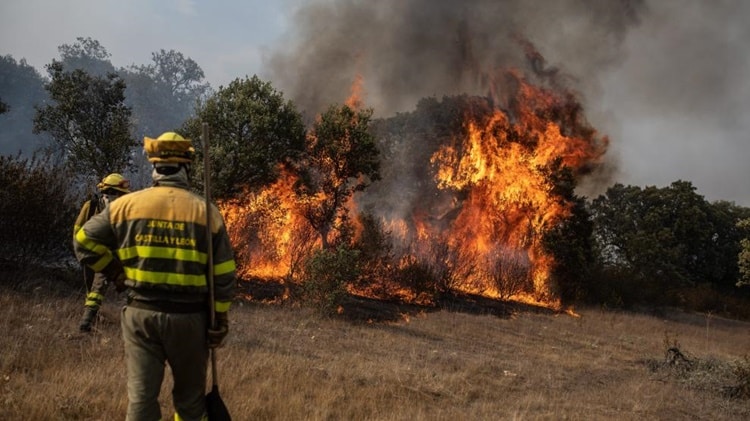 La Comunidad de Madrid aplica tecnología GPS en el pastoreo para la prevención de incendios forestales