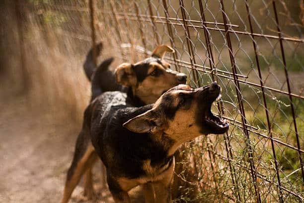 Esta Es La Multa Por Perros Que Ladran Y Molestan