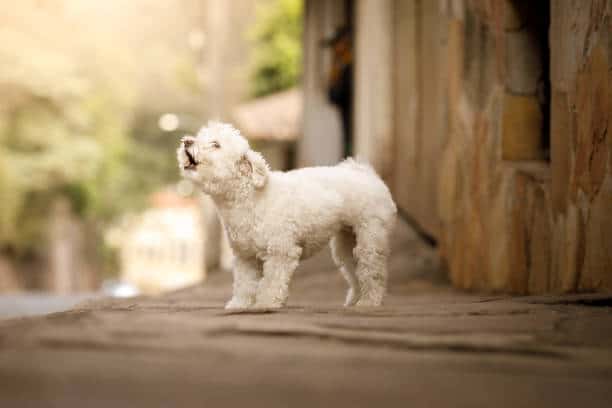 Esta es la multa que te puede caer si tu perro ladra