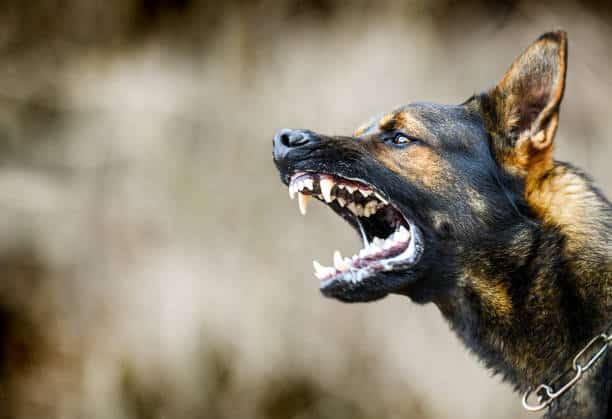 Por Qué Ladran Los Perros