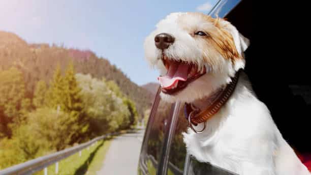 Cómo llevar a tu perro seguro en el coche según la DGT