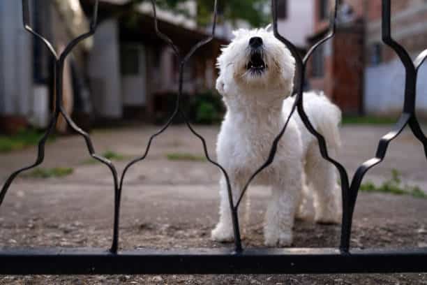 Es importante que los dueños de los perros tomen medidas