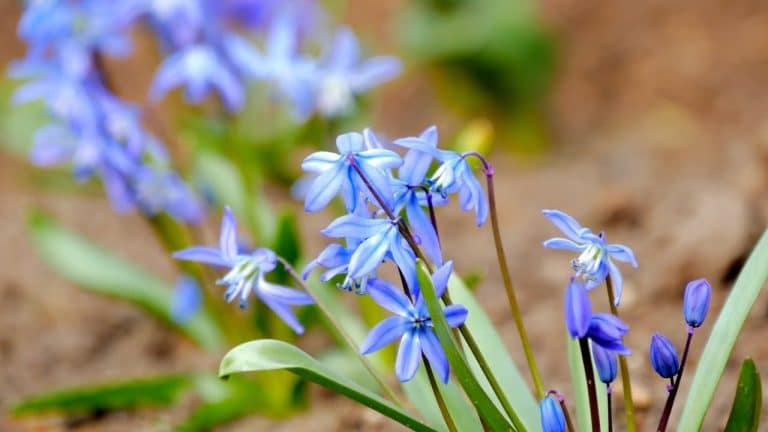 ¿Por qué se dice que «la primavera la sangre altera»?