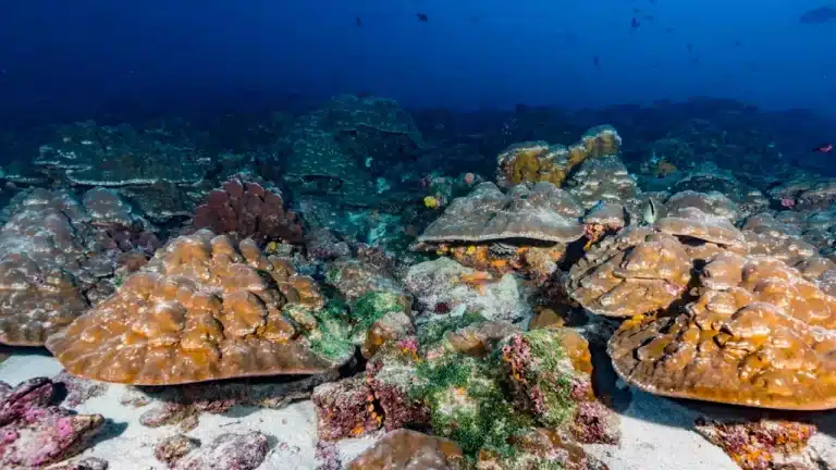 Descubren un arrecife de coral ‘rebosante de vida’ en las Galápagos