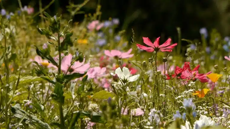 ¿Las plantas emiten sonidos?