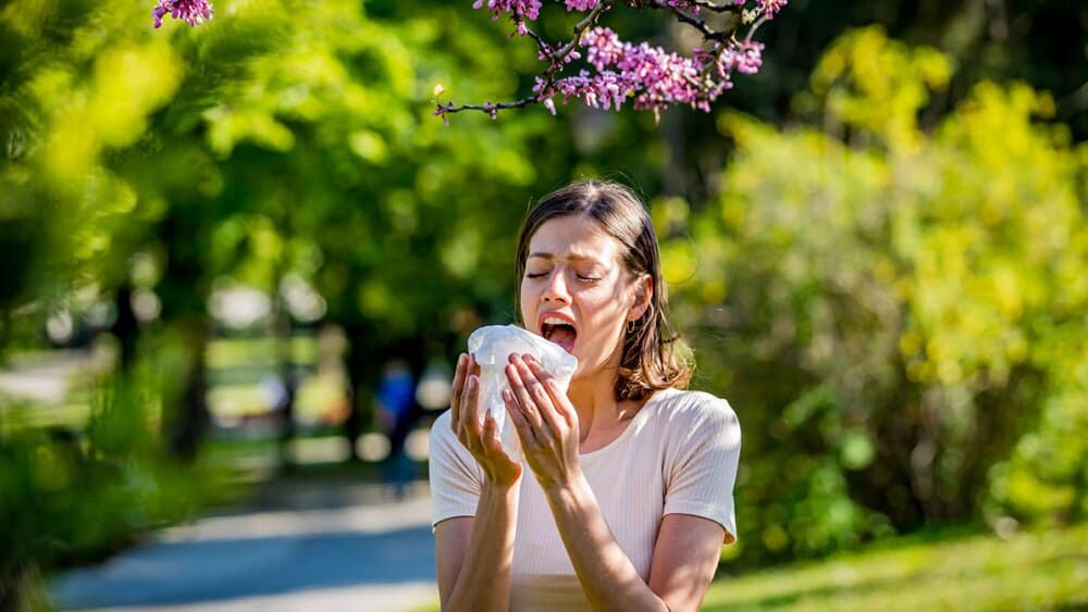 El principal causante de la alergia estacional: el polen de las gramíneas