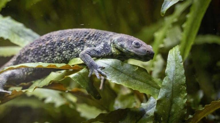 Un proyecto conserva y reintroduce el gallipato, uno de los anfibios «más amenazados» de la Comunitat Valenciana