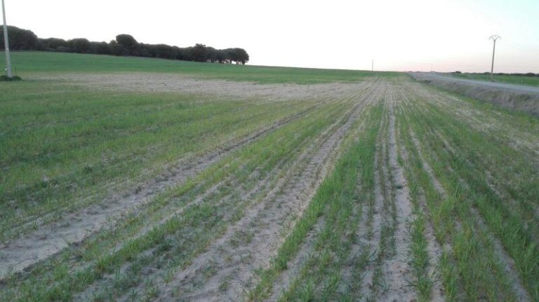 COAG considera «insuficientes» las medidas para paliar los efectos de la sequía en el sector agrario