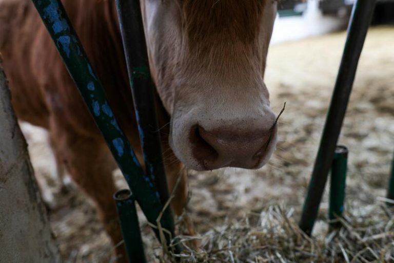El Gobierno aprueba la figura del veterinario de explotación que deberá implantarse en todas las explotaciones