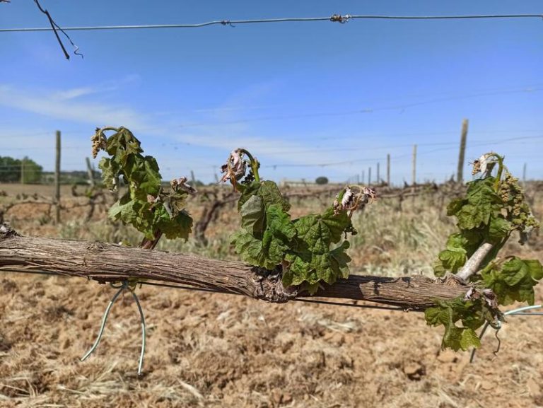 UCCL y cooperativas de Ribera del Duero analizan «con temor» la situación del viñedo por heladas y sequía