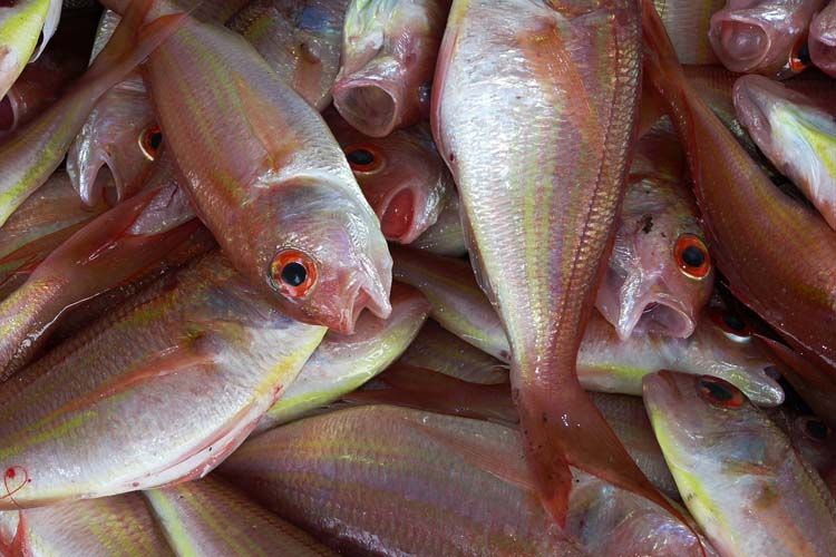 Pescado