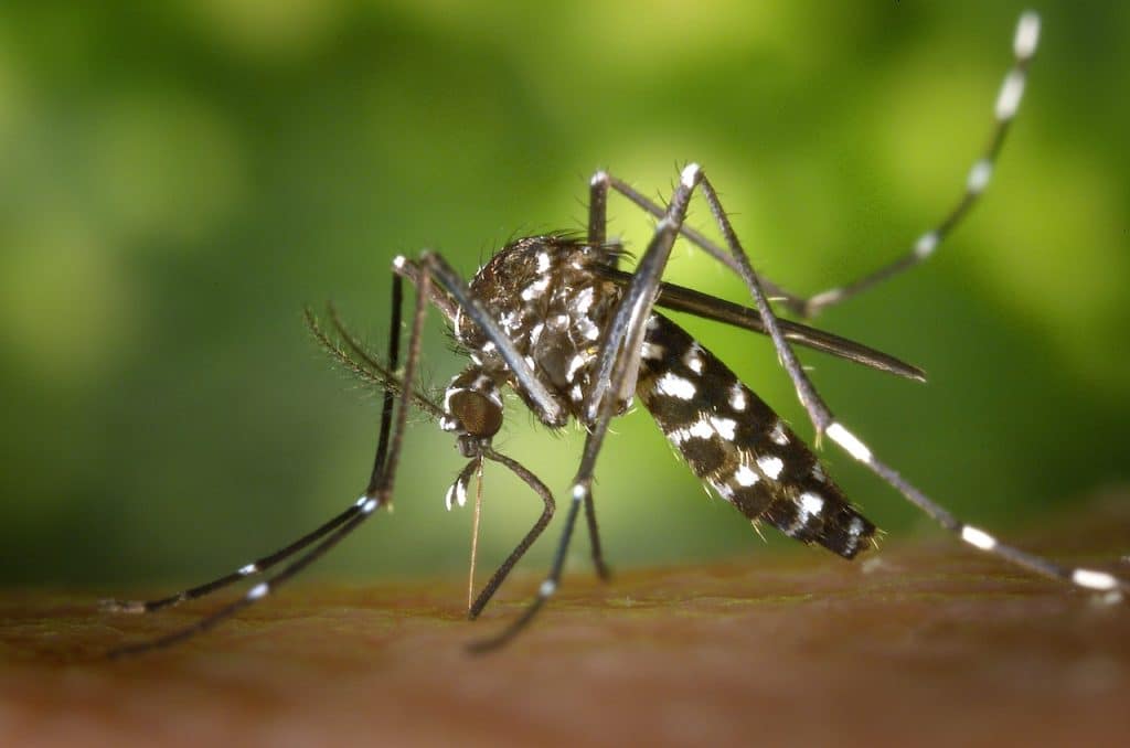 Acaba Con El Problema De Los Mosquitos
