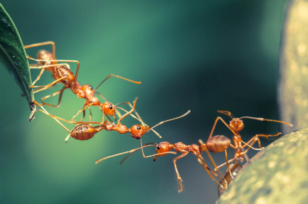 En Otoño Tendremos Borrascas, Según Jorge Rey Y El Comportamiento De Las Hormigas Voladoras