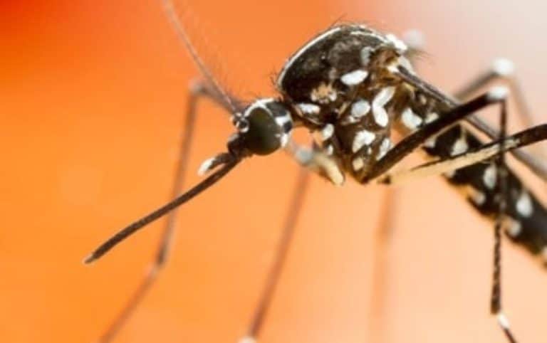 La OMS advierte del peligro que supone este mosquito para la salud de los españoles