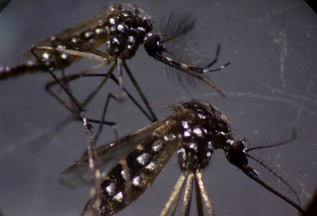 ¿Qué Enfermedades Puede Transmitir El Mosquito Tigre?