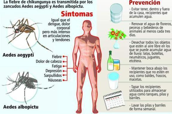 La Oms Advierte Del Peligro Que Supone Este Mosquito Para La Salud De Los Espanoles 6