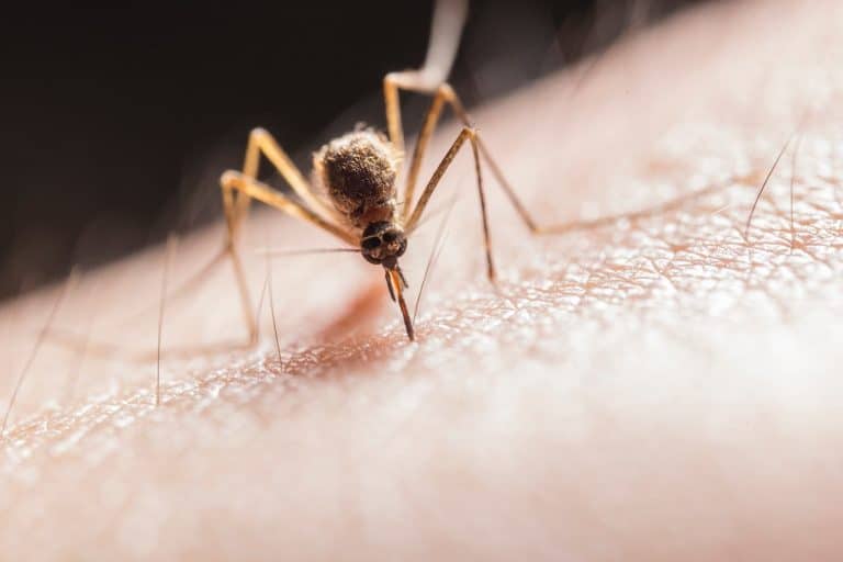Mejores remedios caseros para las picaduras de mosquitos