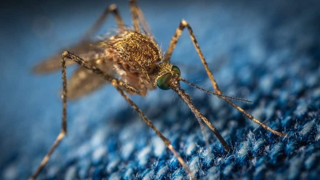 ¿Qué Producen La Picaduras De Mosquitos? 